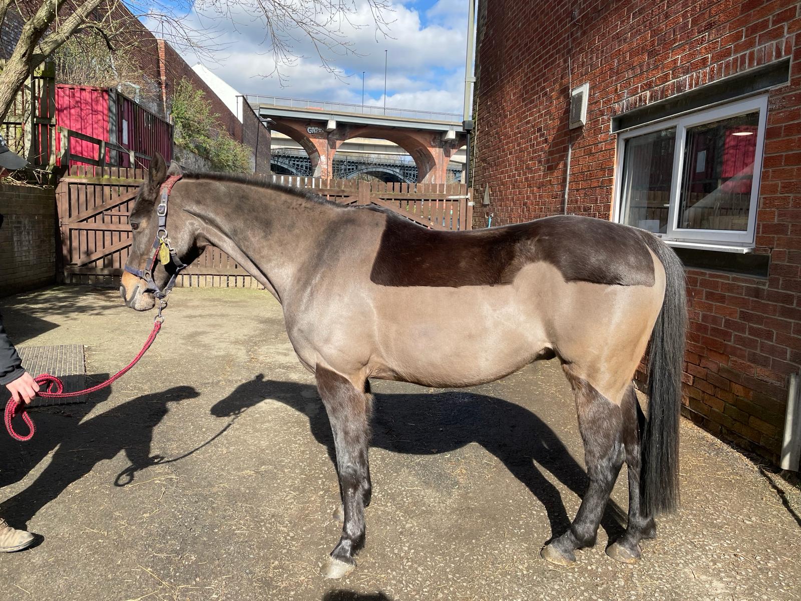 Stepney Bank Stables